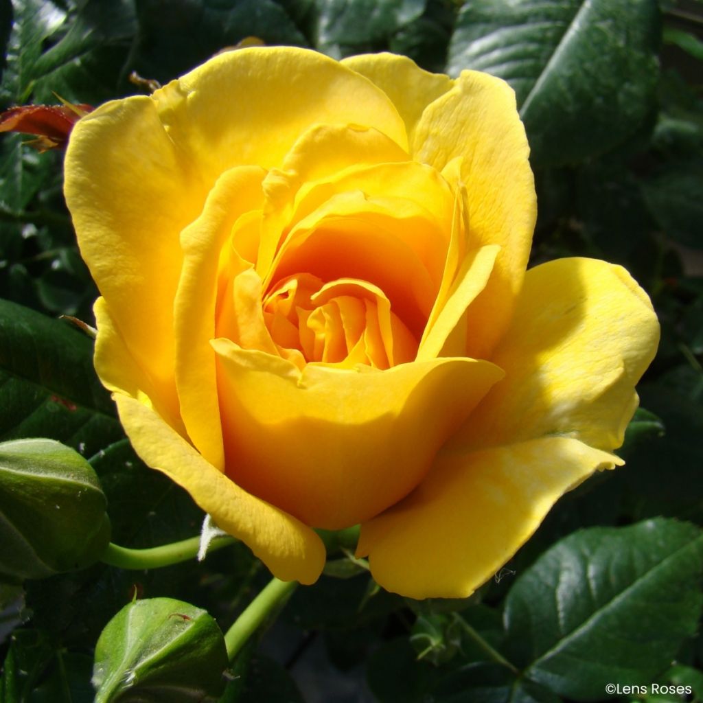 Rosa Absolutely Fabulous