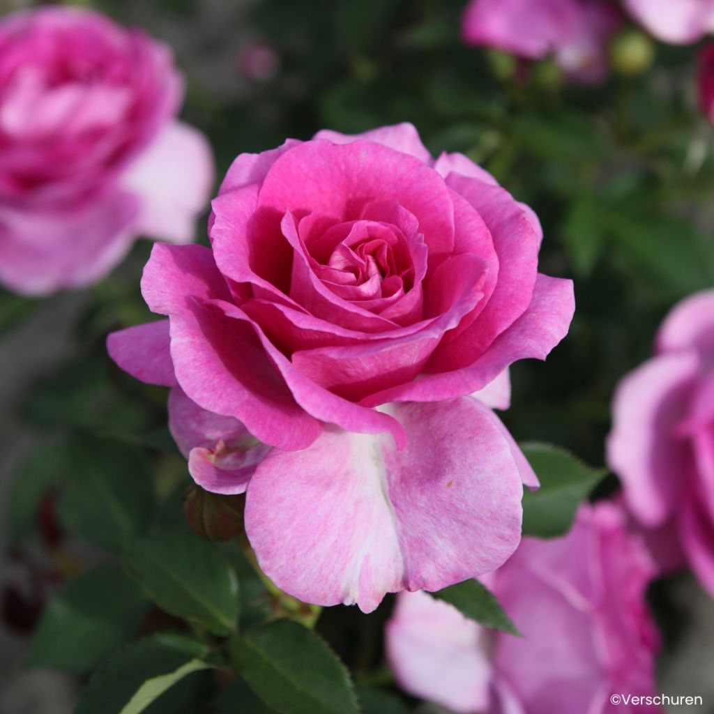 Rosa Clivia