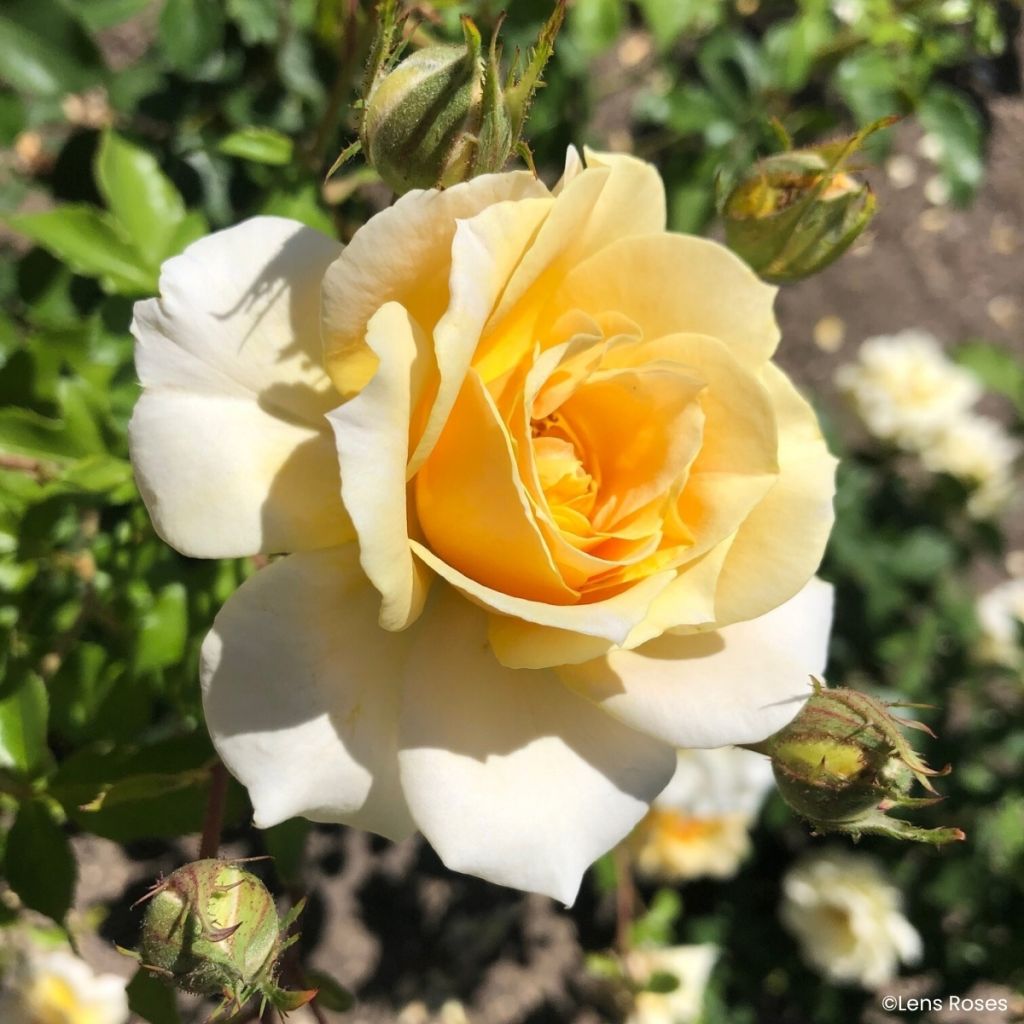 Rosa Lady in Gold