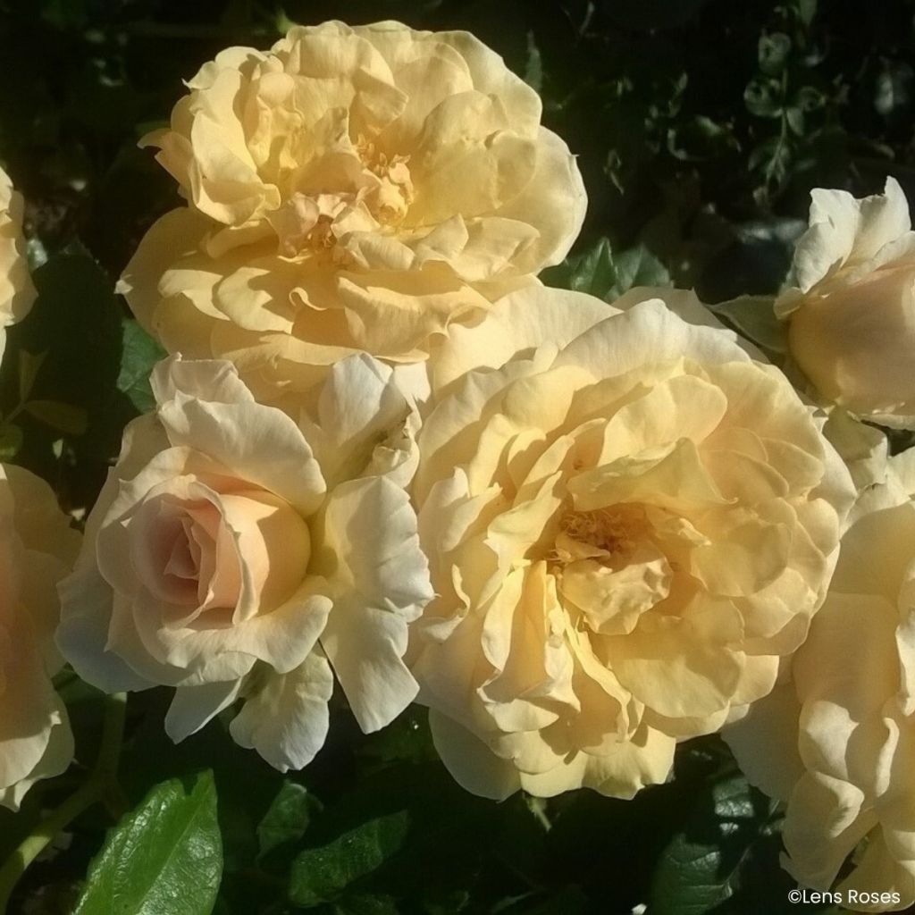 Rosa Lady in Gold