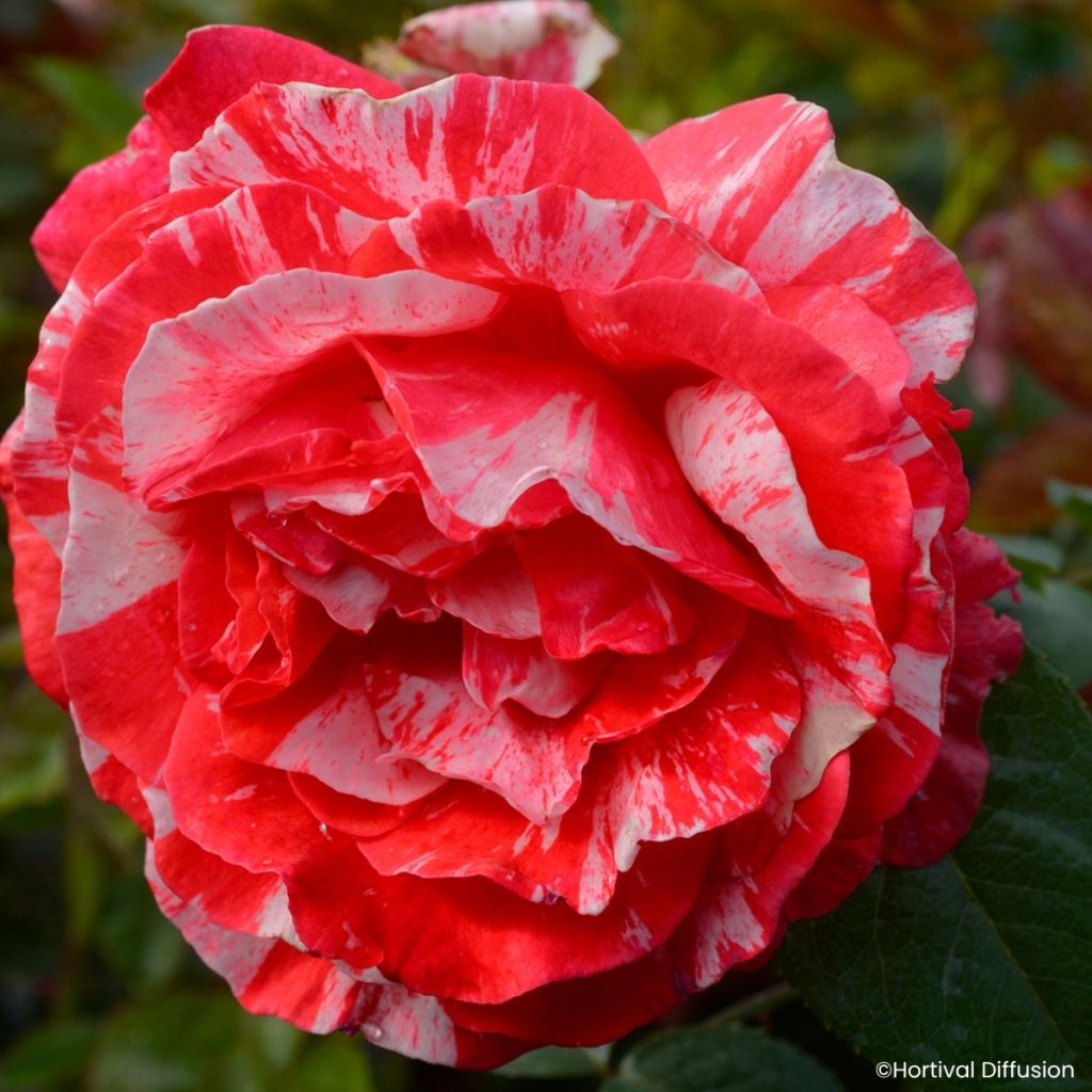 Rosa Scentimental Coral