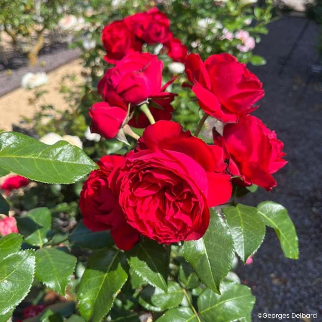 Rosa Société Nationale d’Horticulture de France