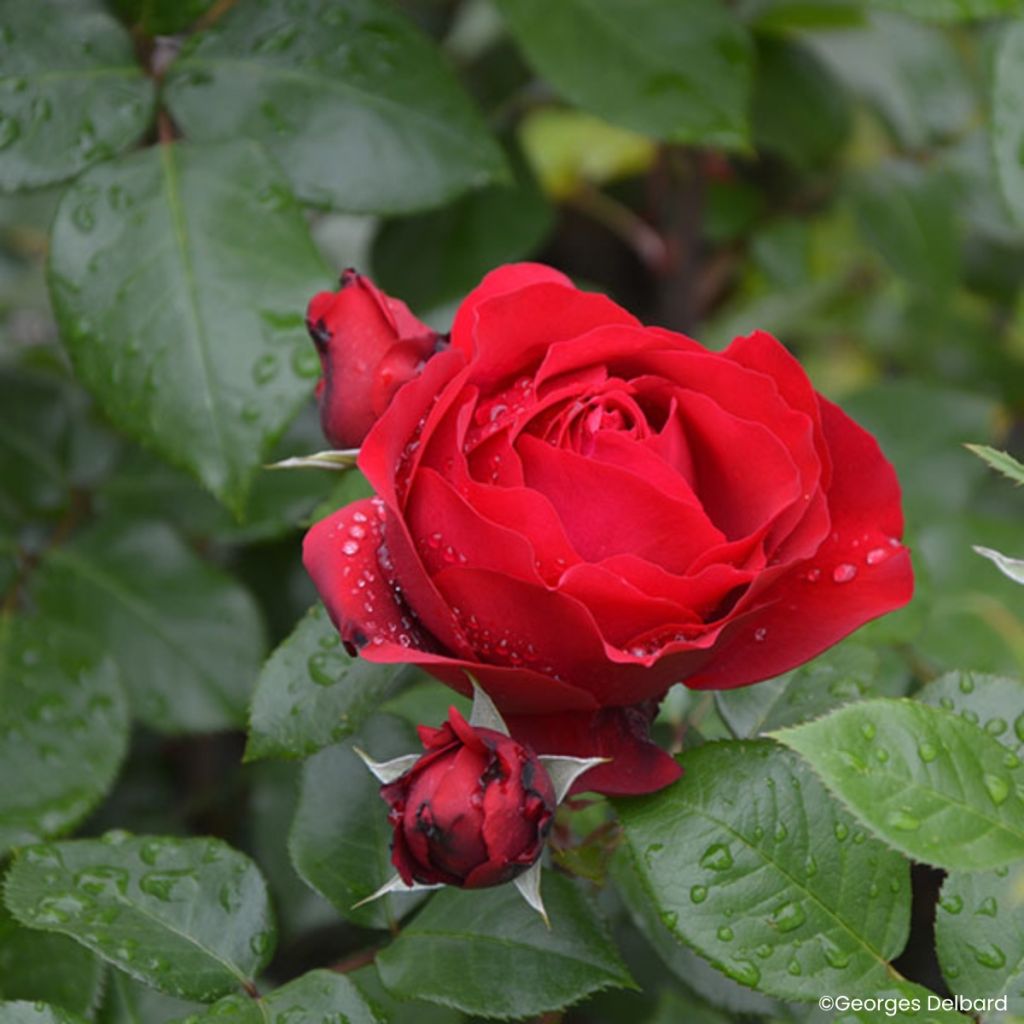 Rosa Société Nationale d’Horticulture de France
