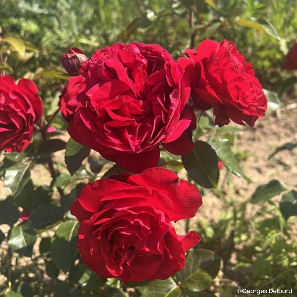 Rosa Société Nationale d’Horticulture de France