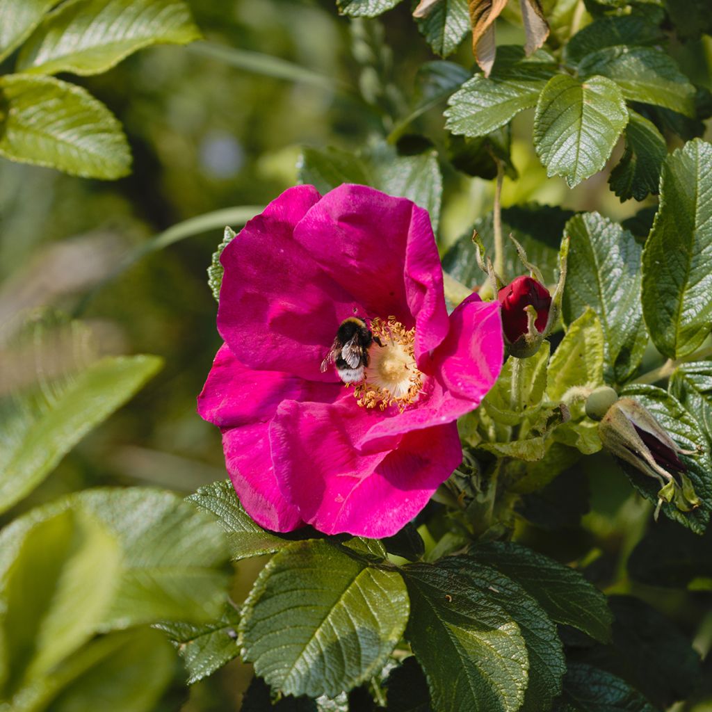 Rosa rugosa Strandperle Amrum