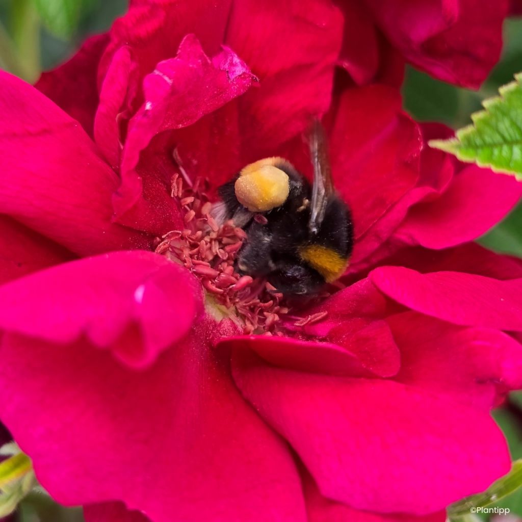 Rosa rugosa Take it Easy Red 