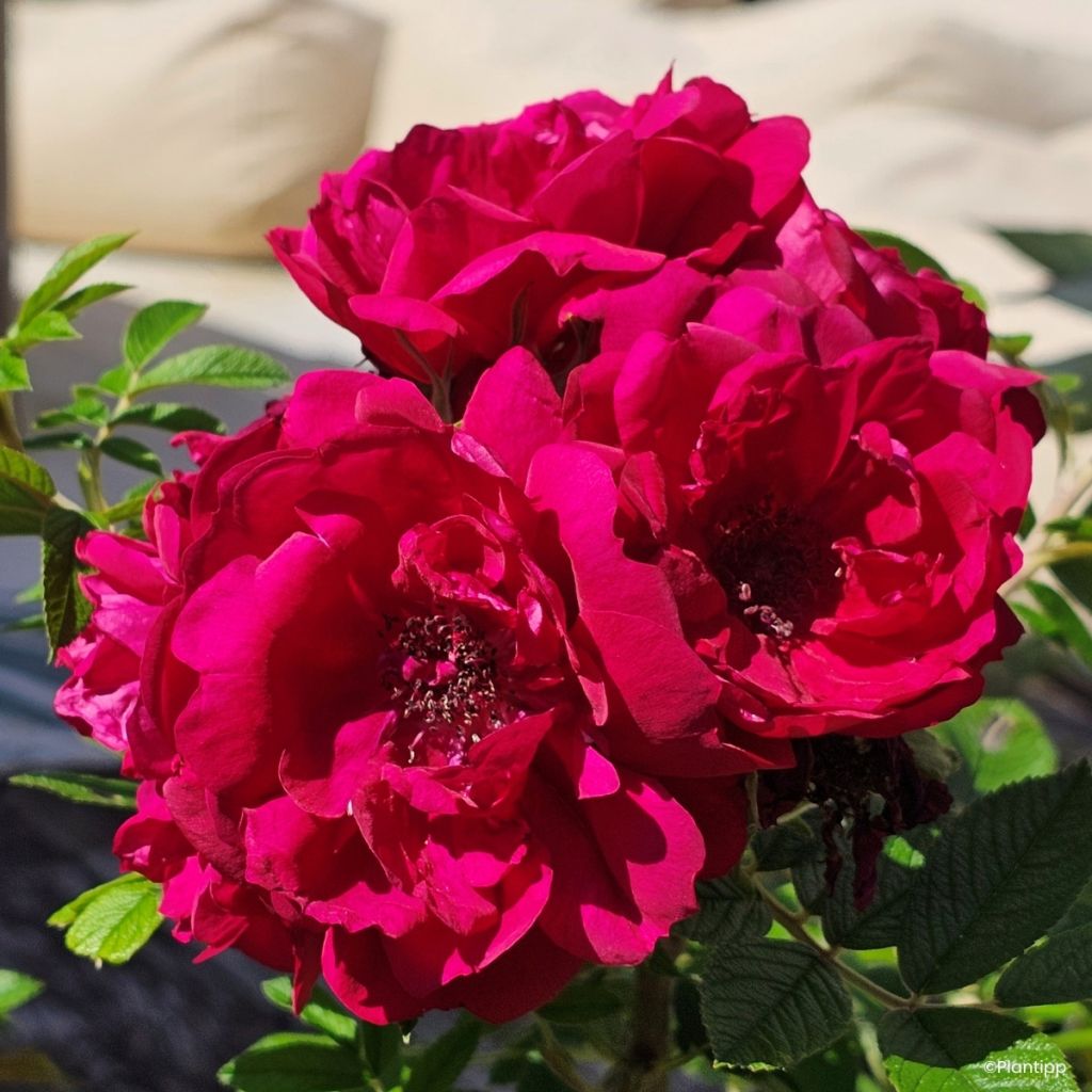 Rosa rugosa Take it Easy Red 
