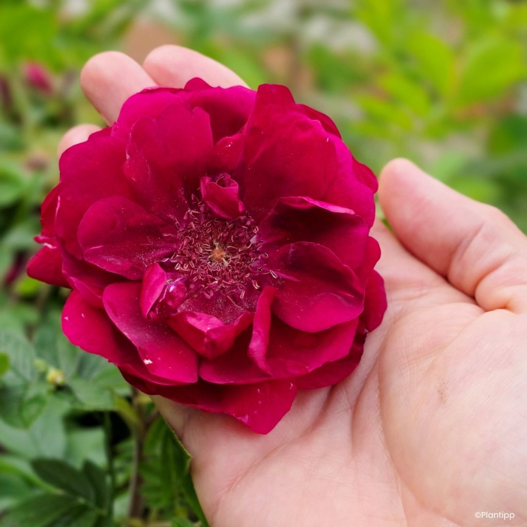 Rosa rugosa Take it Easy Red 