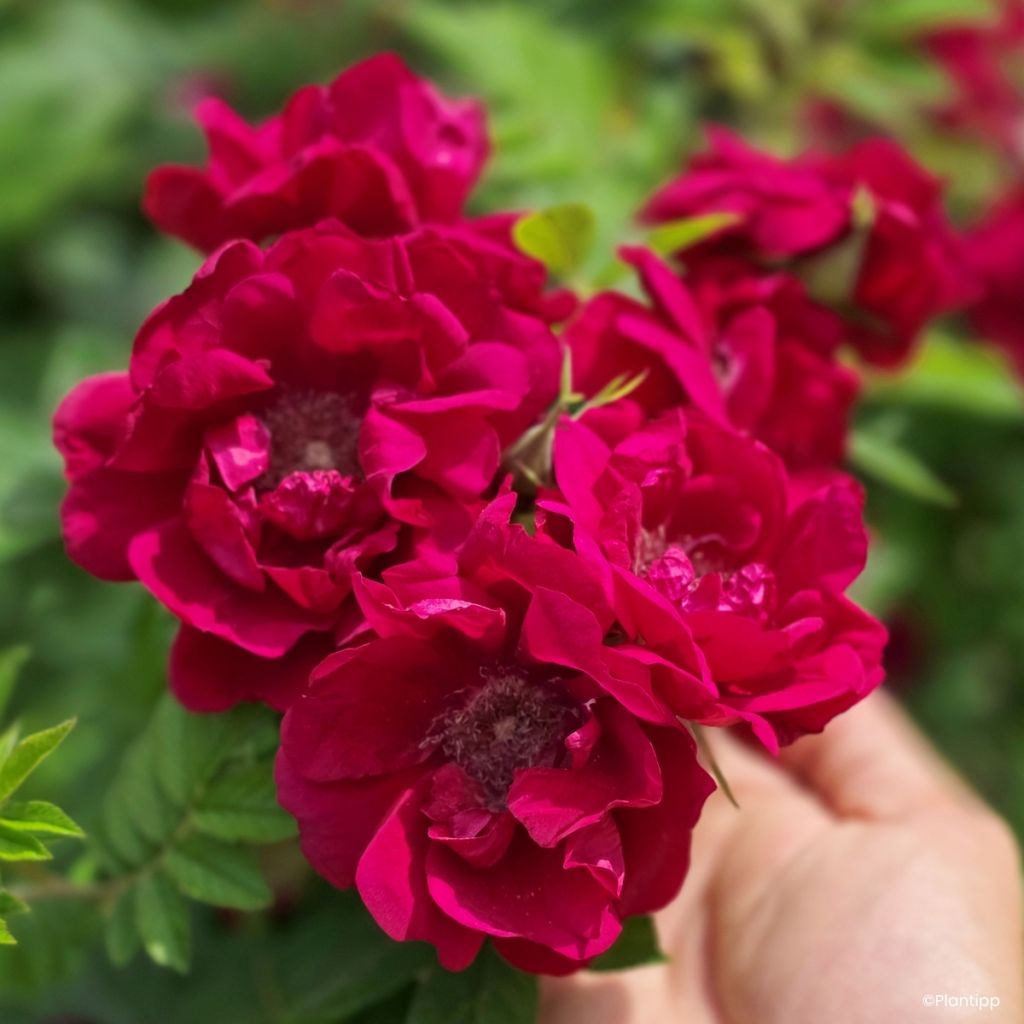 Rosa rugosa Take it Easy Red 
