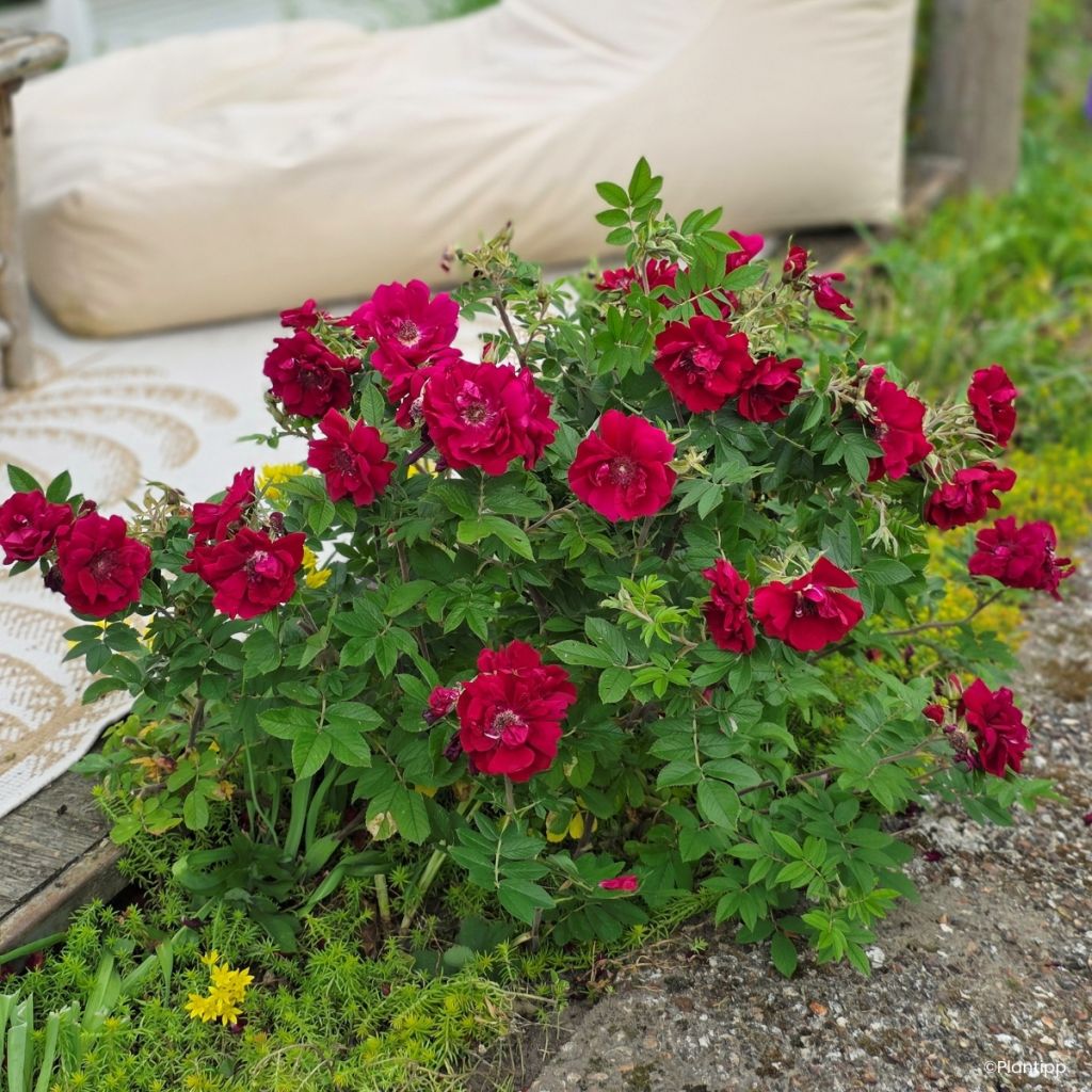 Rosa rugosa Take it Easy Red 