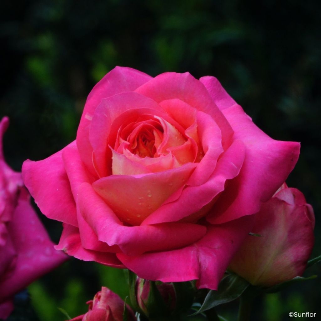 Rosa Bali