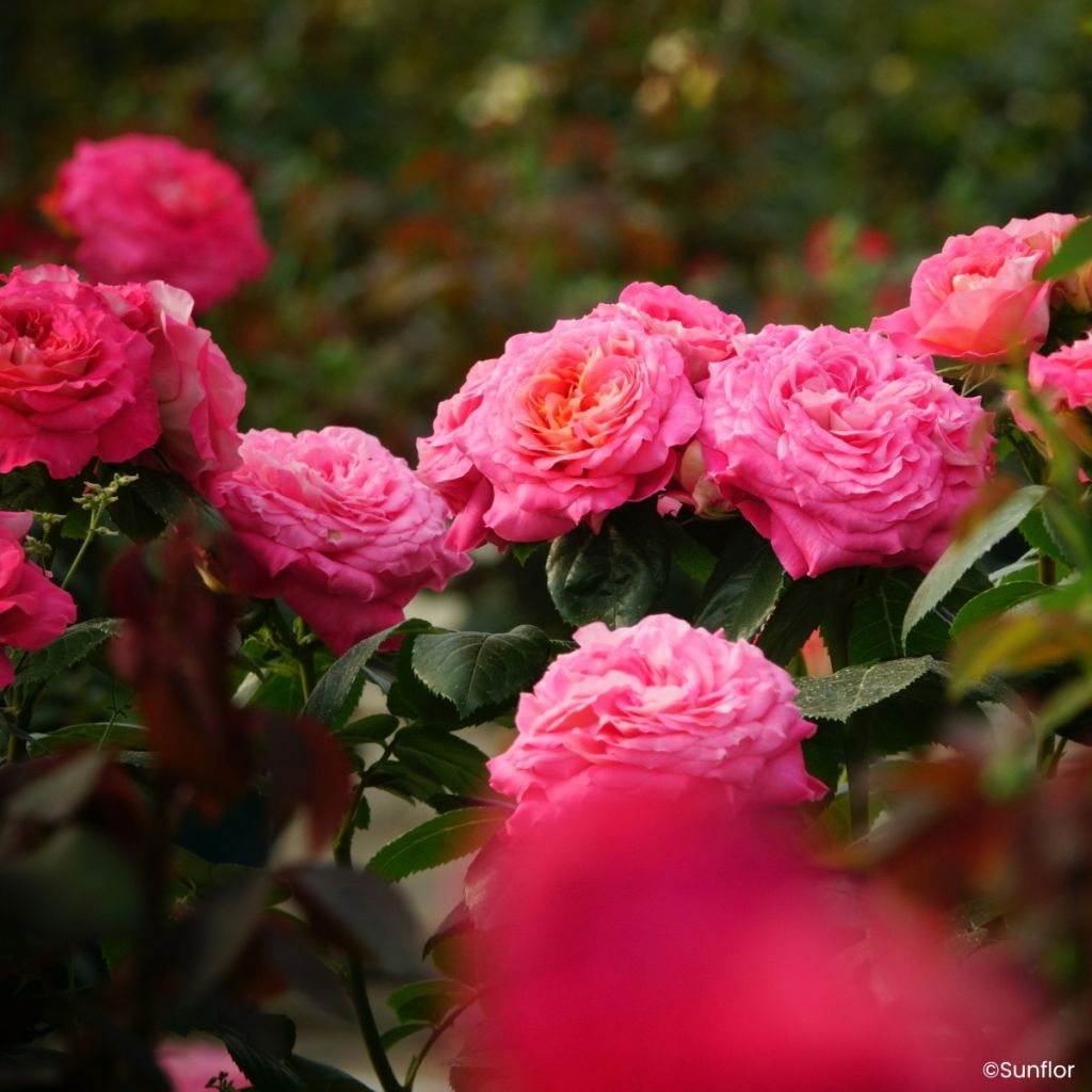 Rosa Bali
