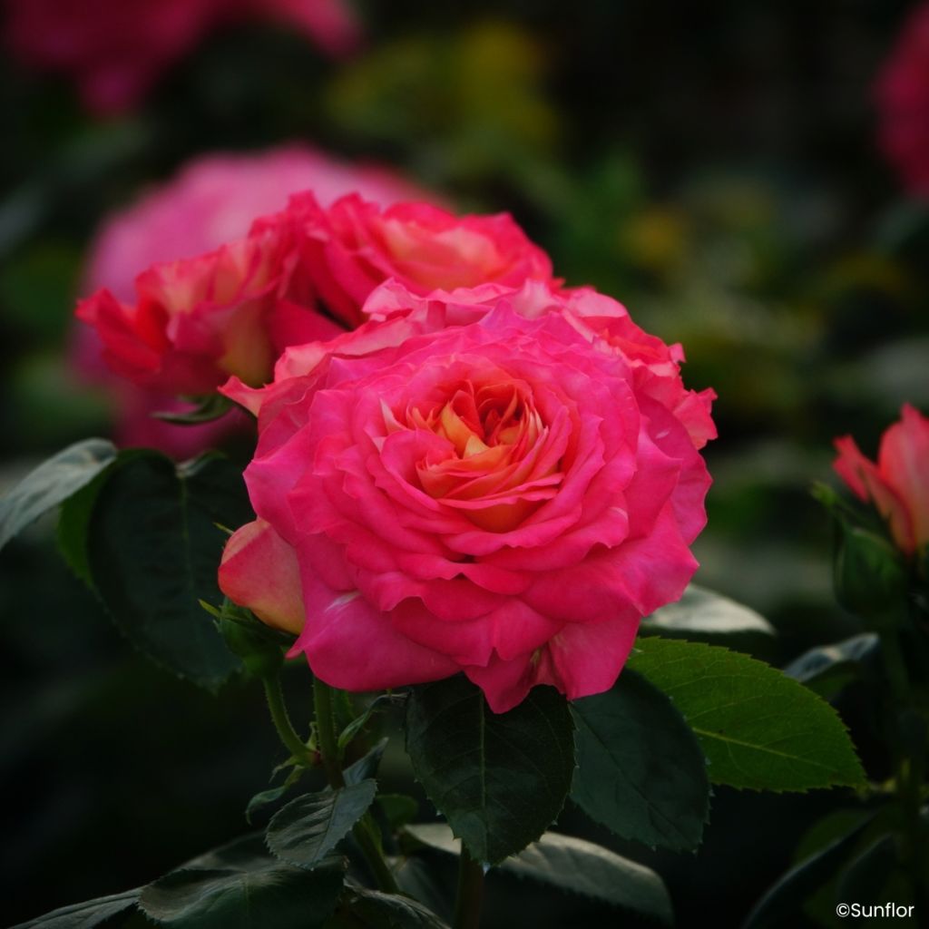 Rosa Bali