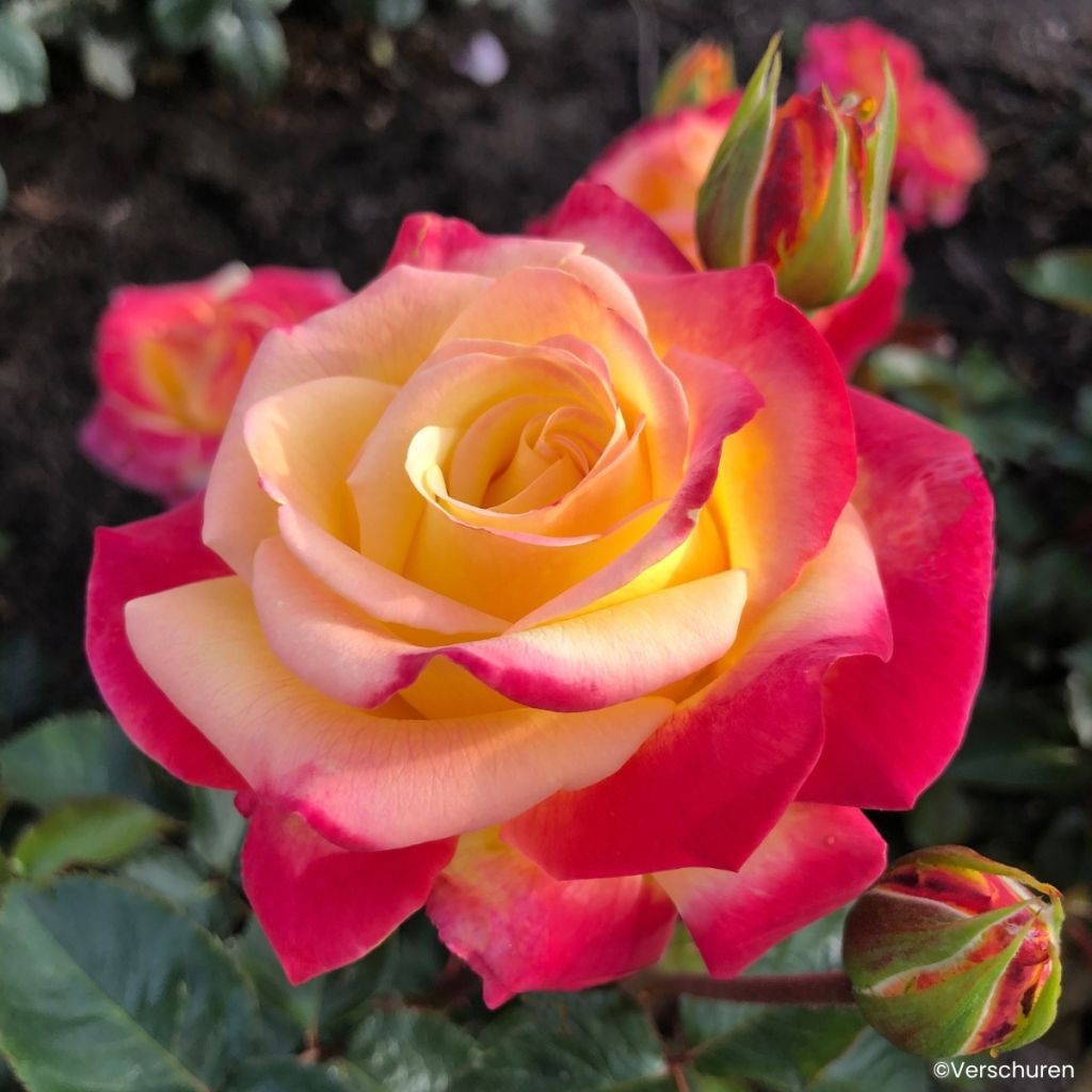 Rosa Casino