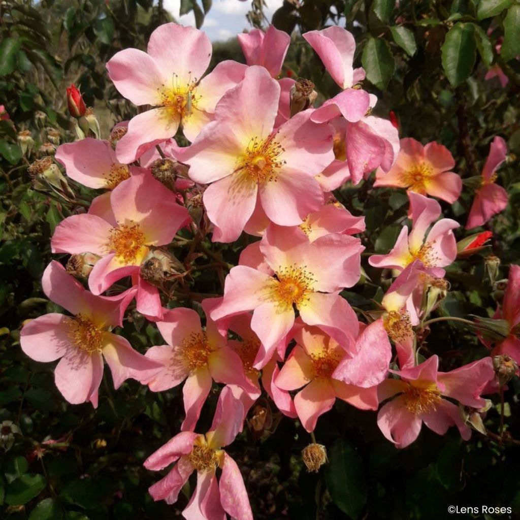 Rosa Lens Flair - Rosal trepador