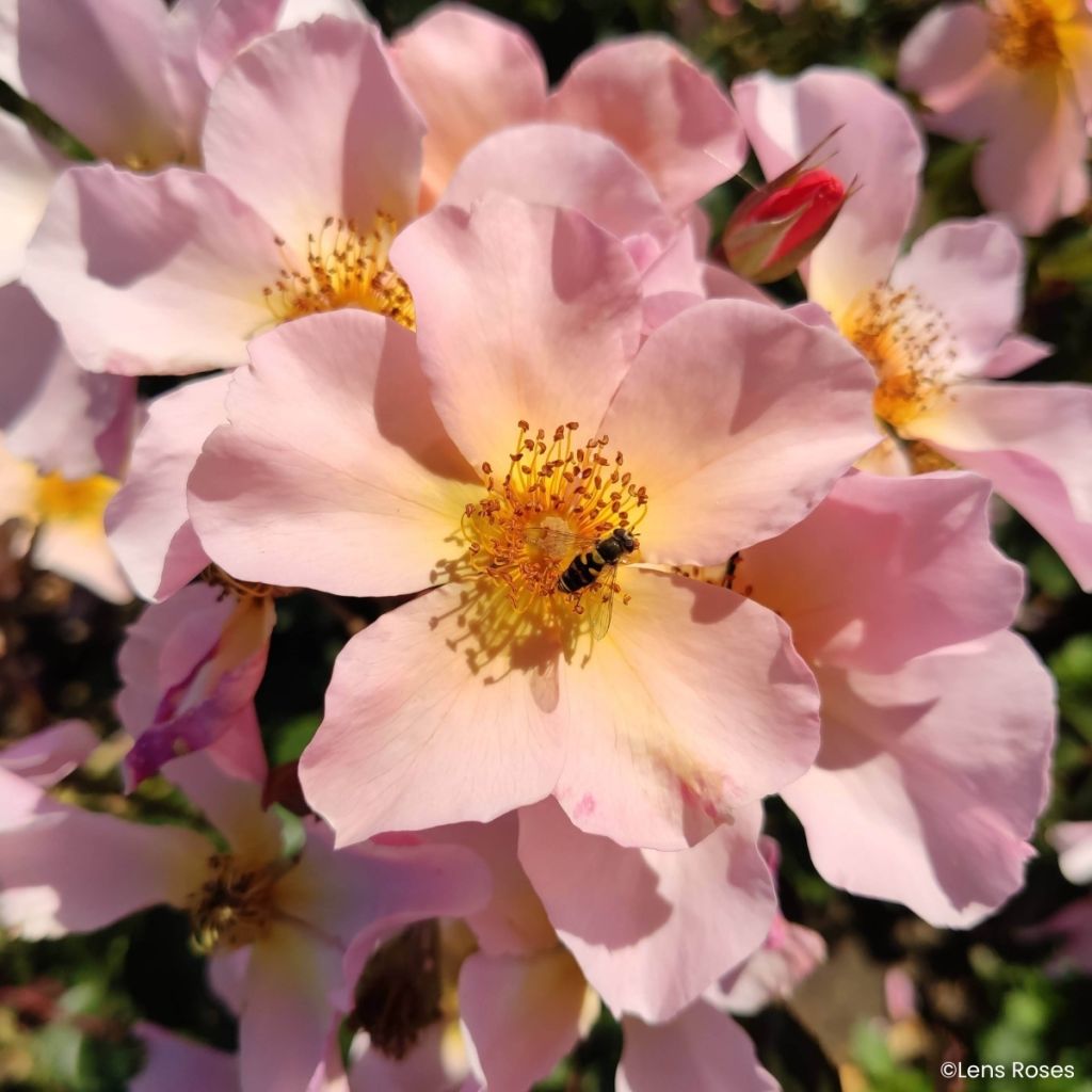 Rosa Lens Flair - Rosal trepador