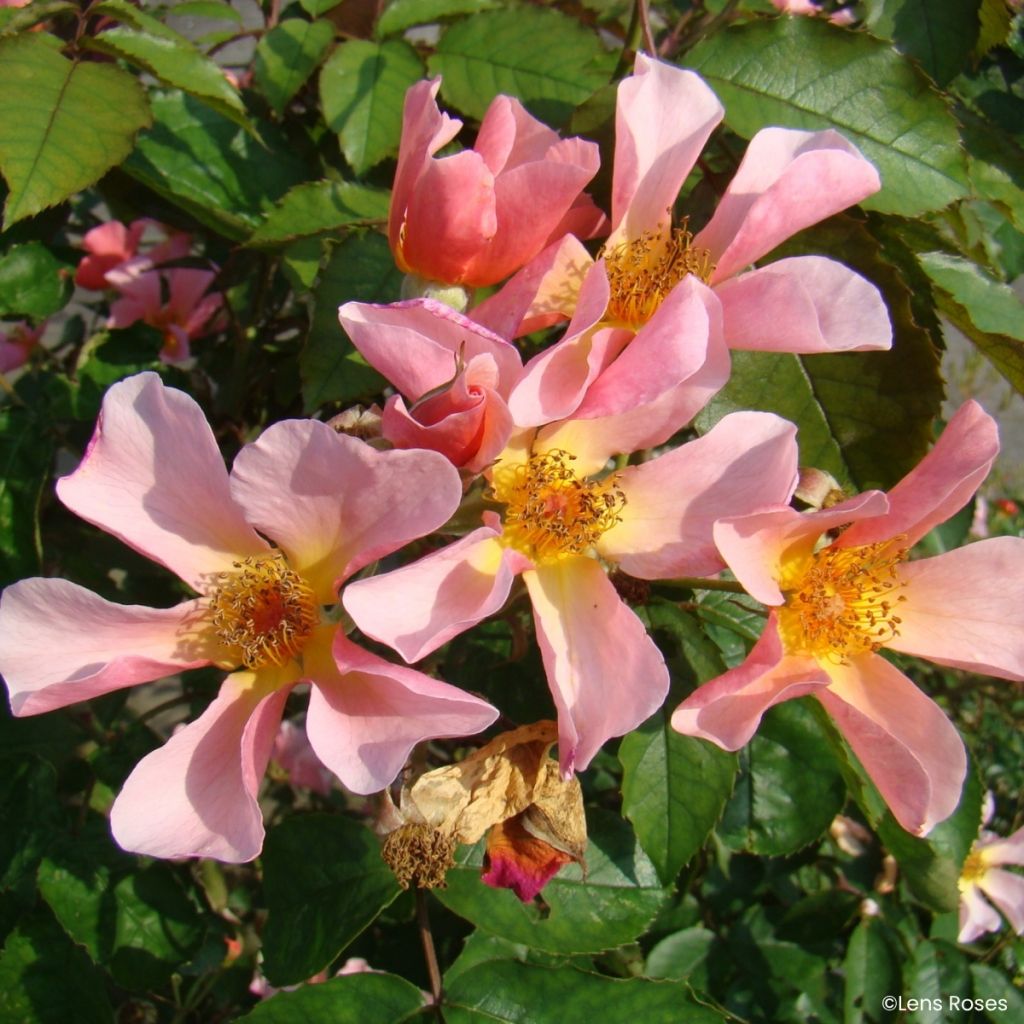 Rosa Lens Flair - Rosal trepador