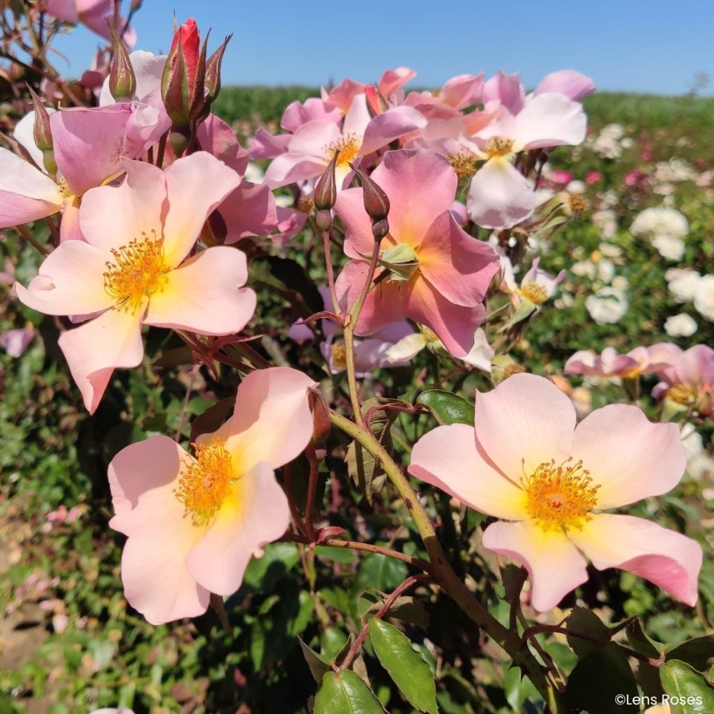 Rosa Lens Flair - Rosal trepador