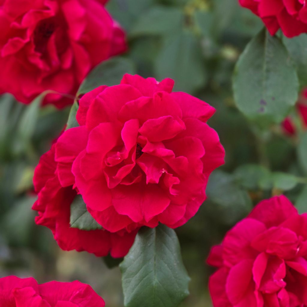 Rosa Guirlande fleurie - Rosal liana