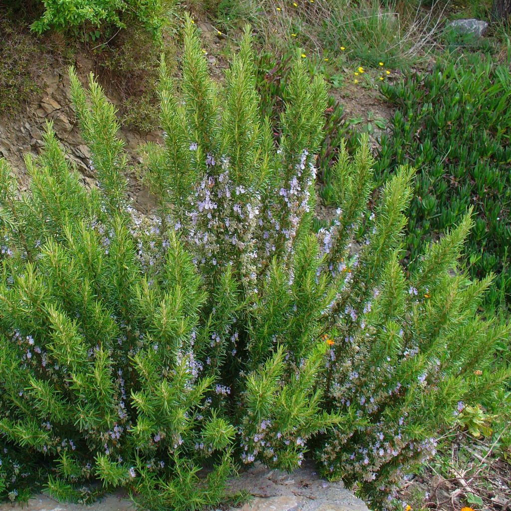 Romarin - Rosmarinus officinalis
