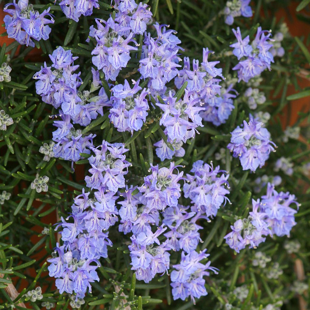 Romero Corsican Blue