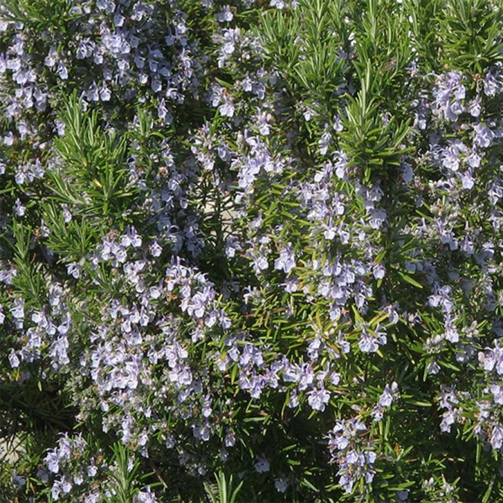 Romero Bio (plantas) - Rosmarinus officinalis