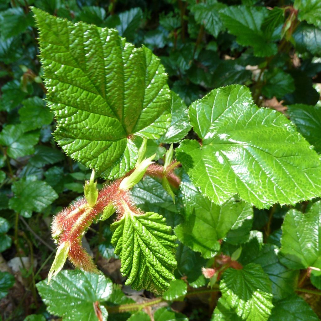 Rubus tricolor - Zarza