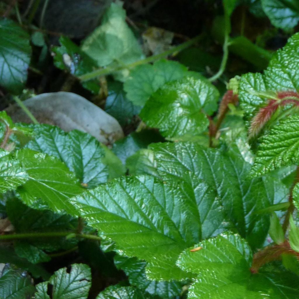 Rubus tricolor - Zarza