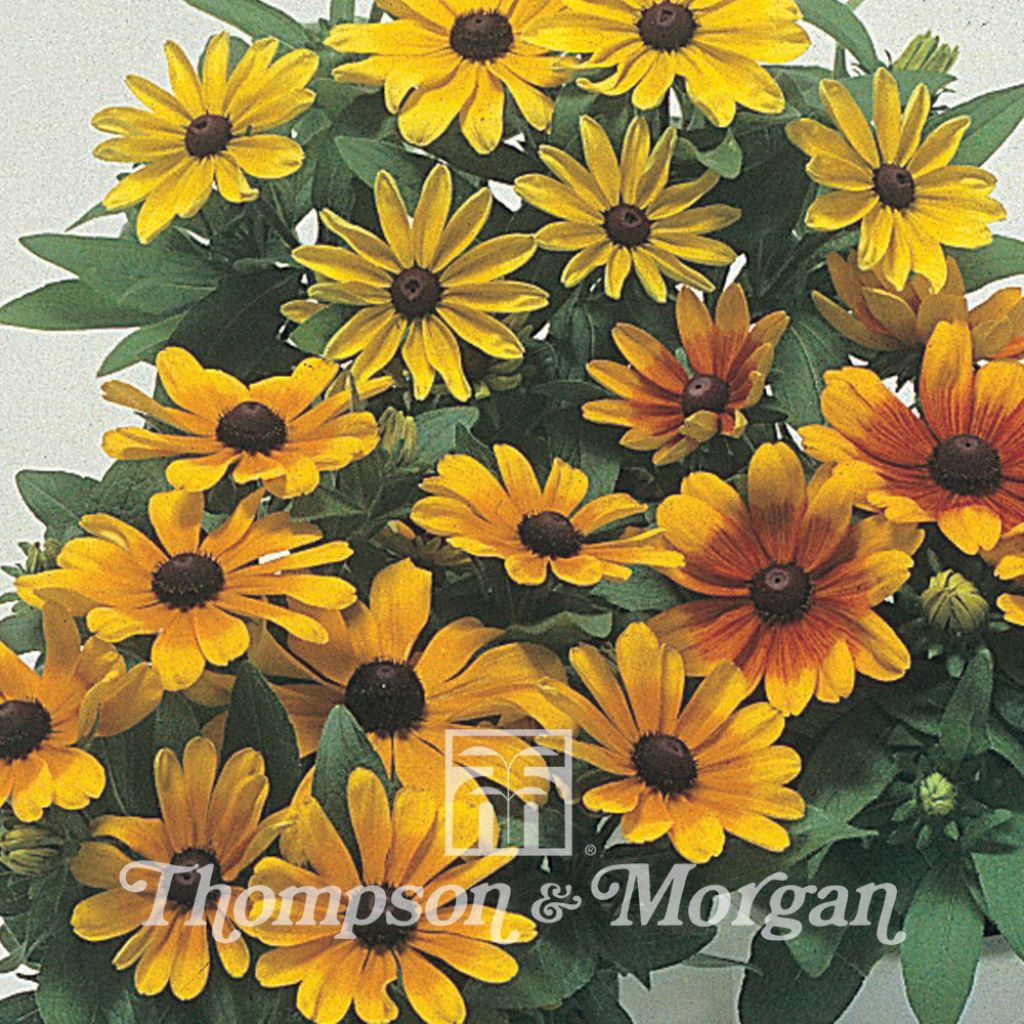 Rudbeckia Hirta Becky Mixed