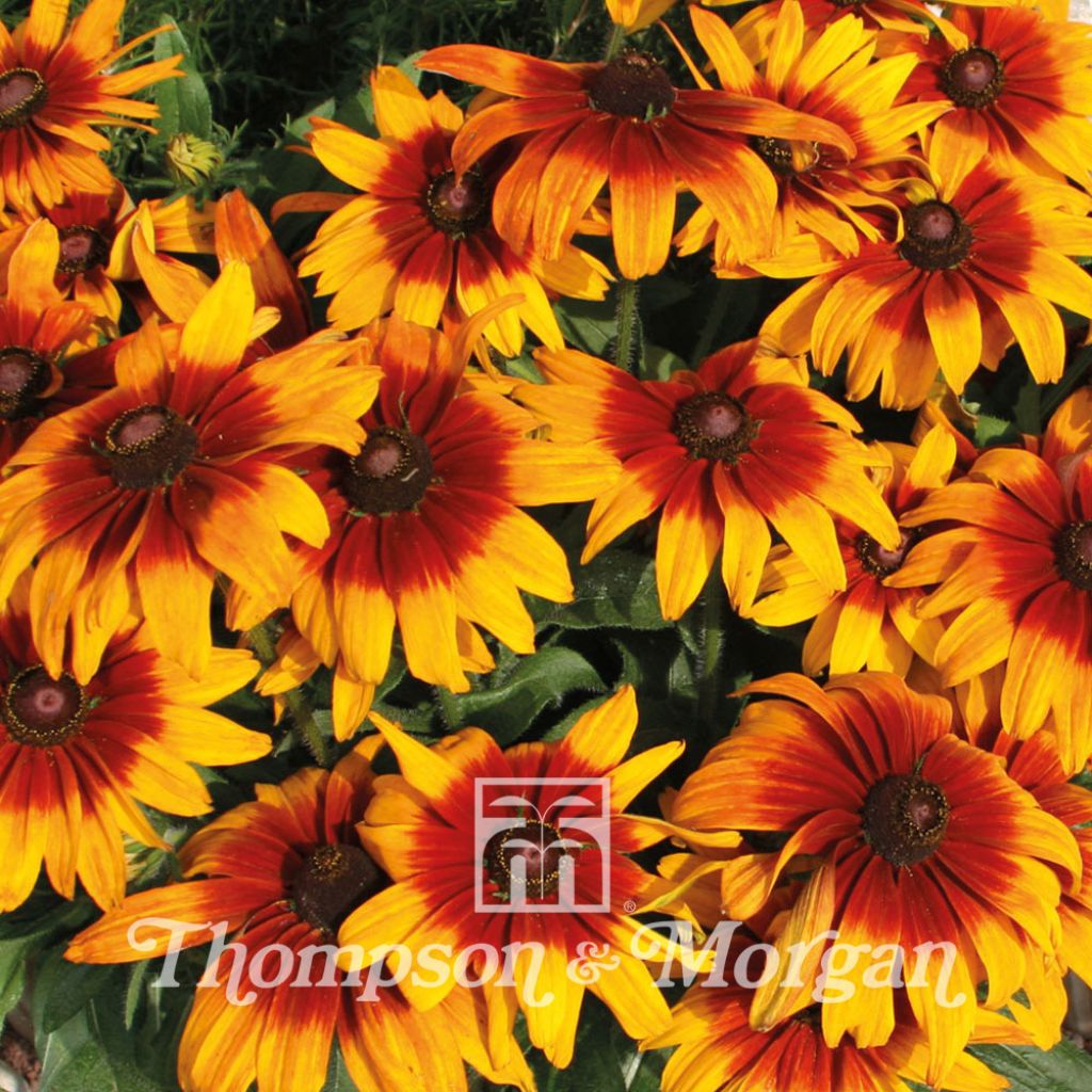 Rudbeckia Hirta Cappuccino