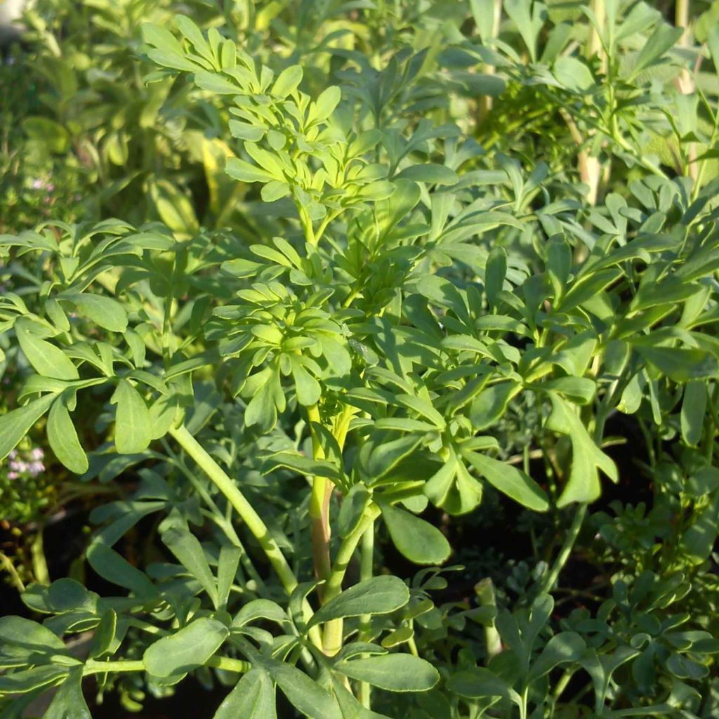 Ruda - Ruta graveolens