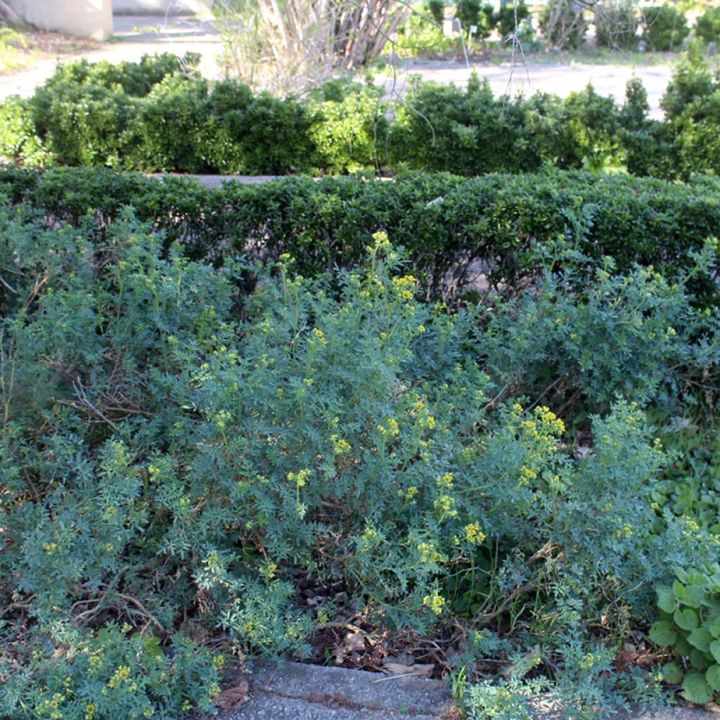 Ruda - Ruta graveolens