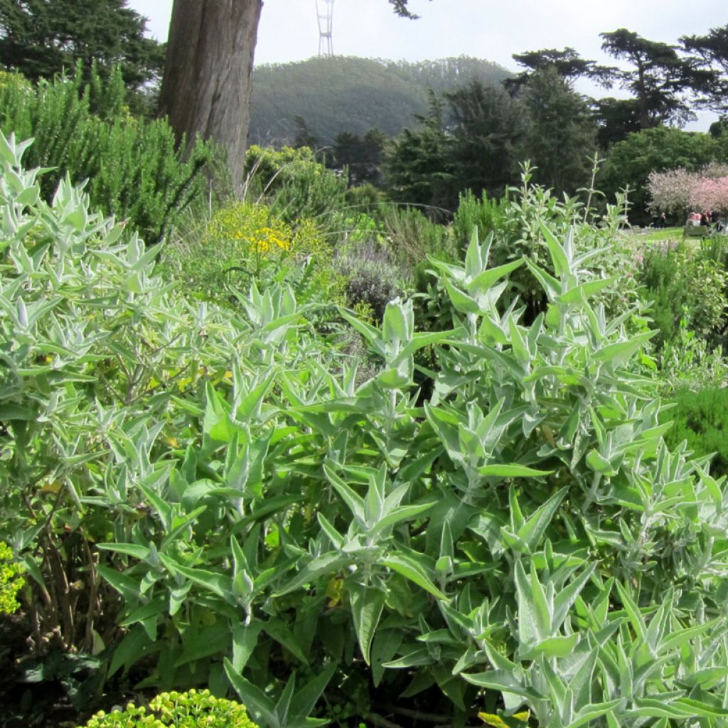 Salvia candidissima