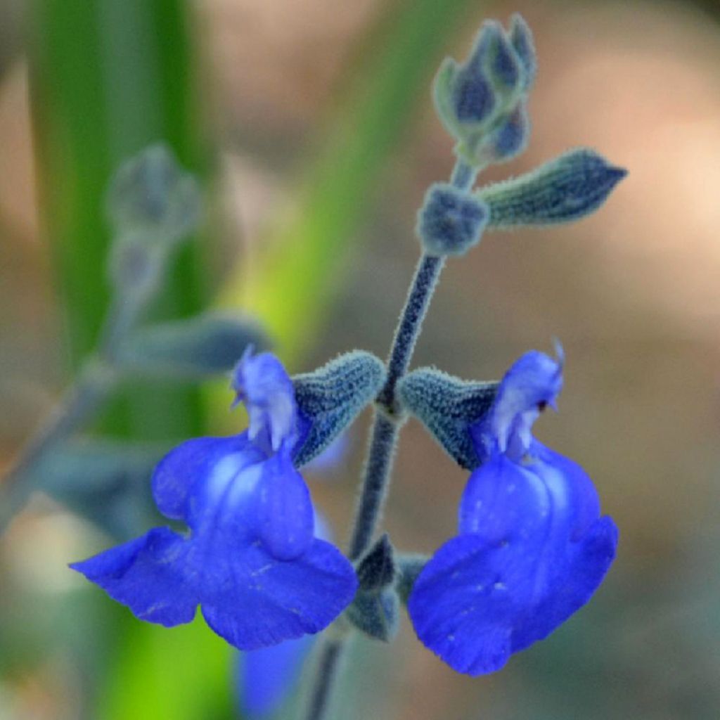 Salvia chamaedryoides var. isochroma