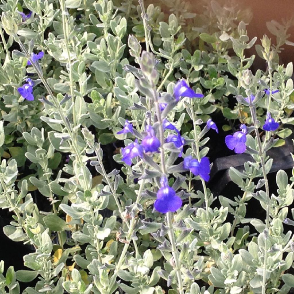Salvia chamaedryoides var. isochroma