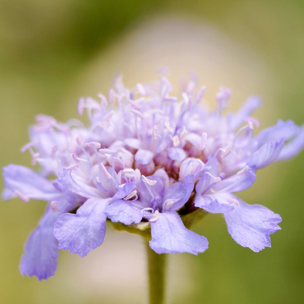 Scabiosa cretica - Escabiosa