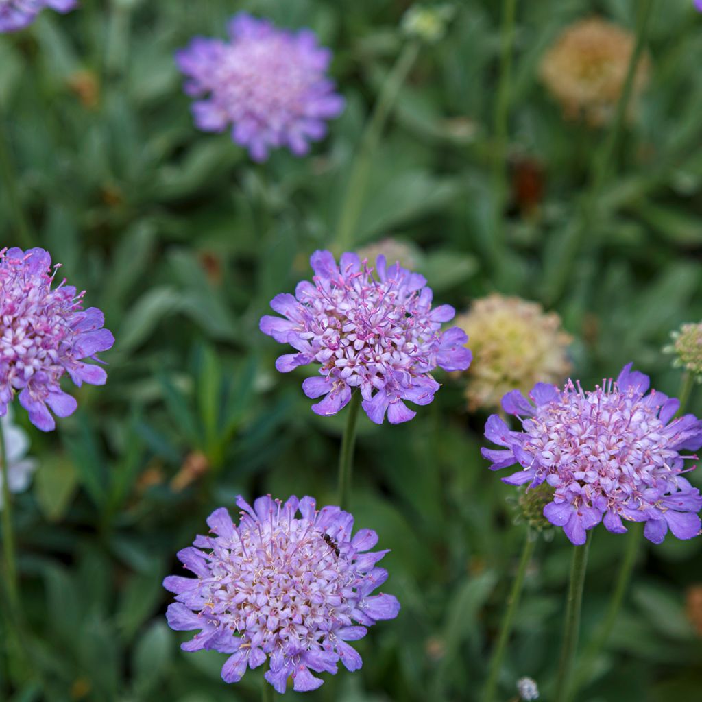 Scabiosa cretica - Escabiosa