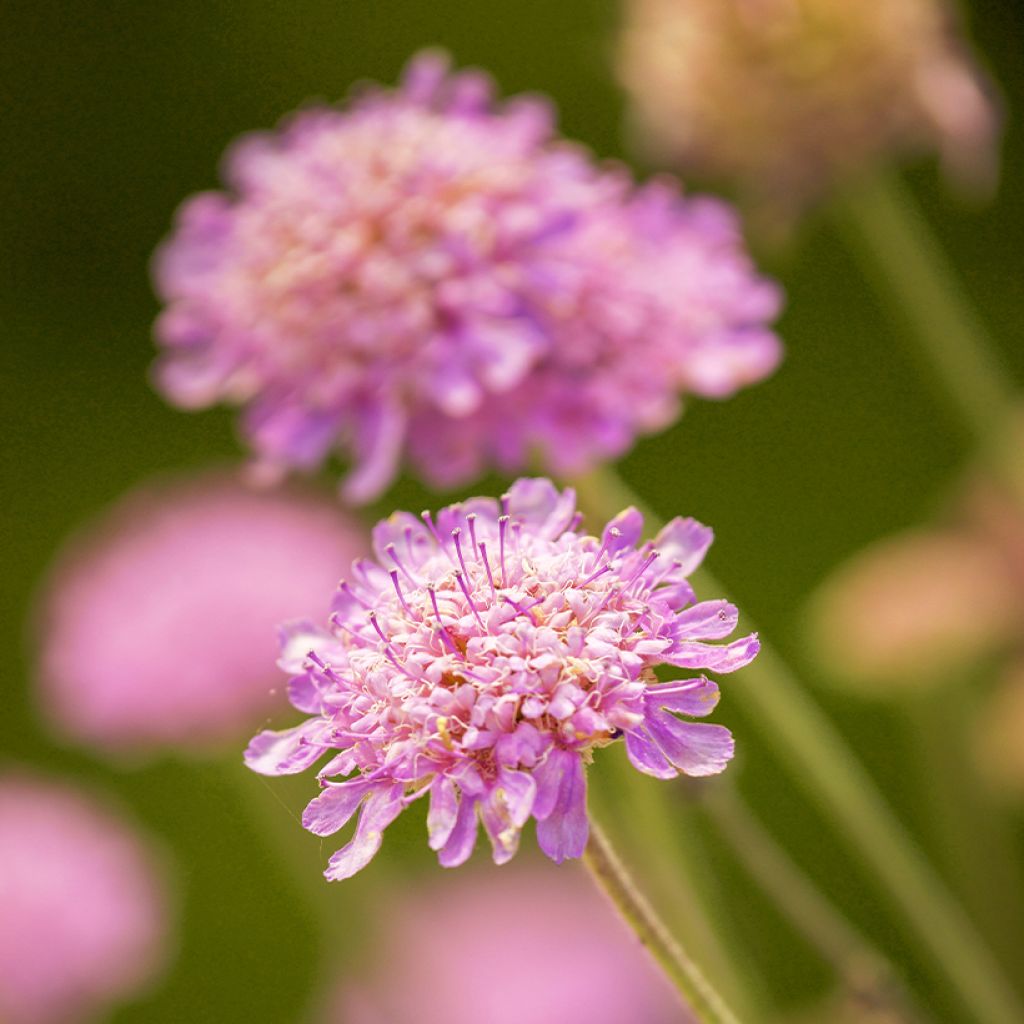 Scabiosa cretica - Escabiosa