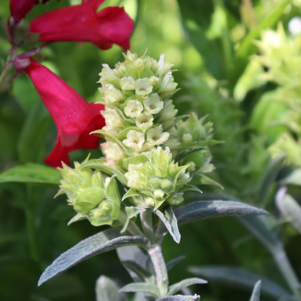 Sideritis scardica - Te de montaña