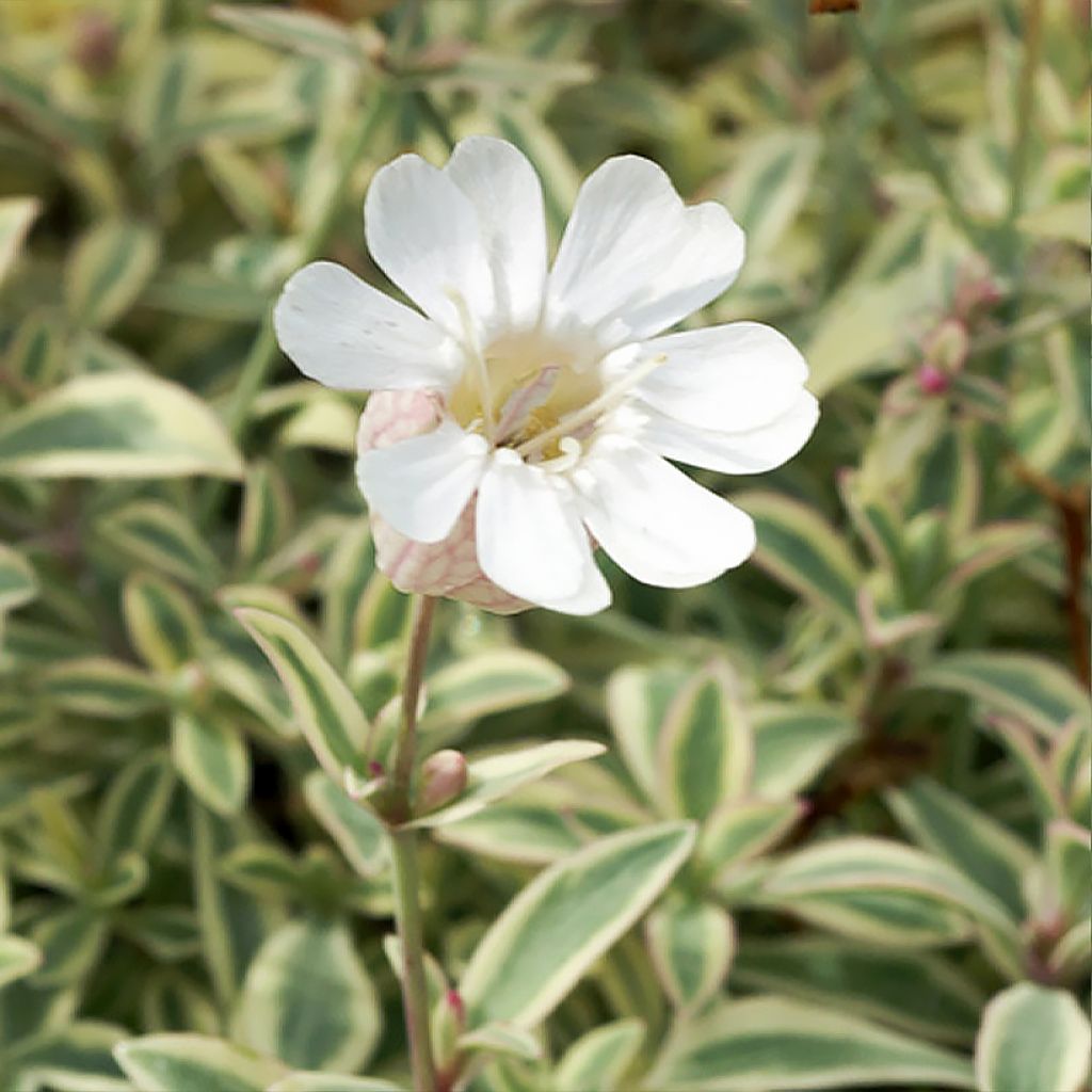 Silene uniflora Druett's Variegated