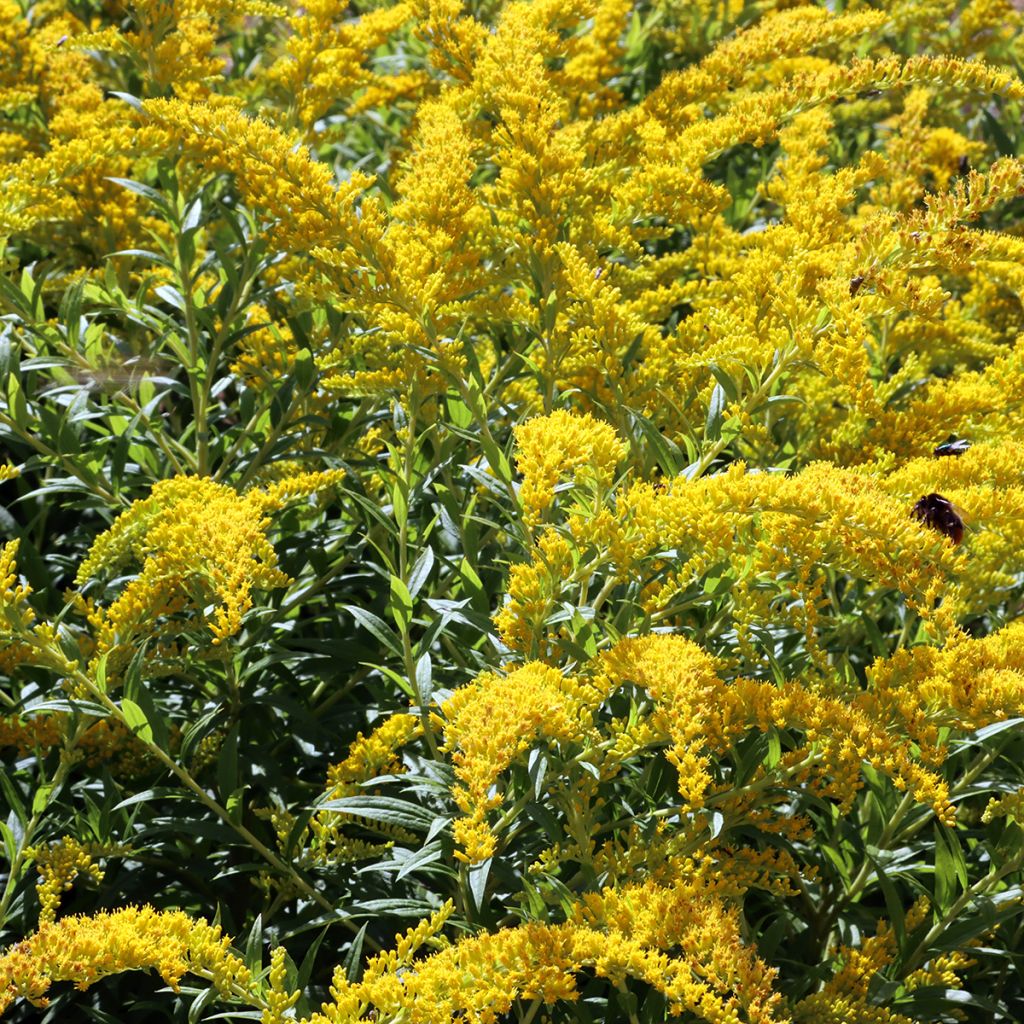 Solidago caesia - Vara de oro