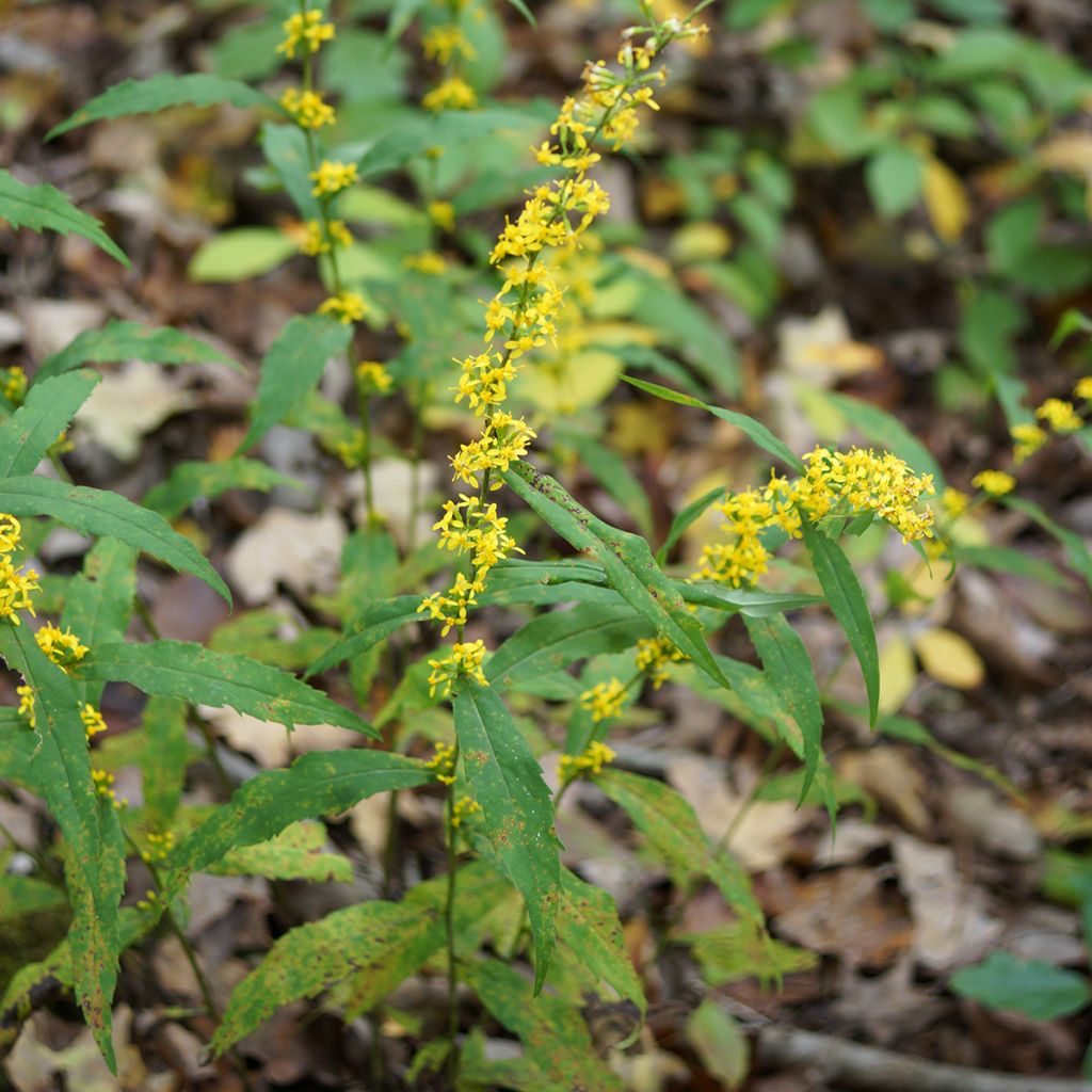 Solidago caesia - Vara de oro