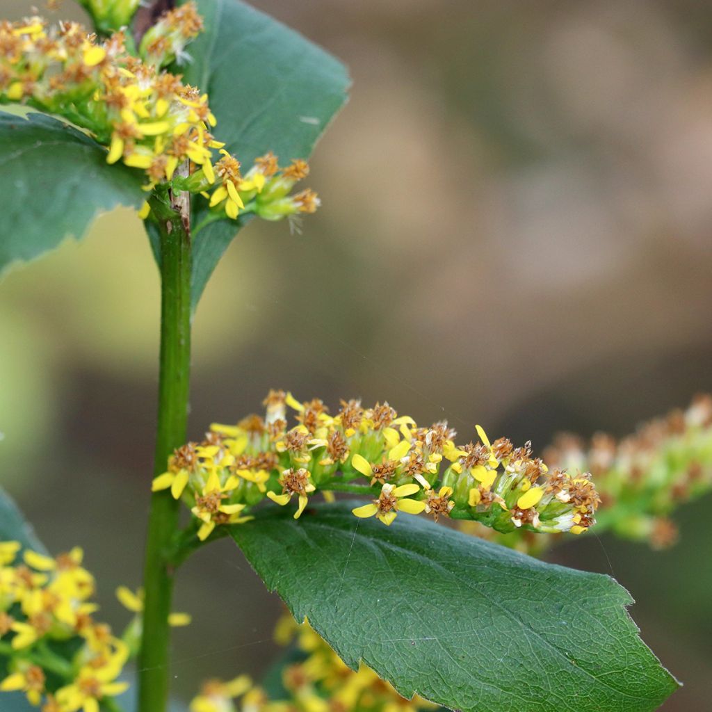 Solidago caesia - Vara de oro