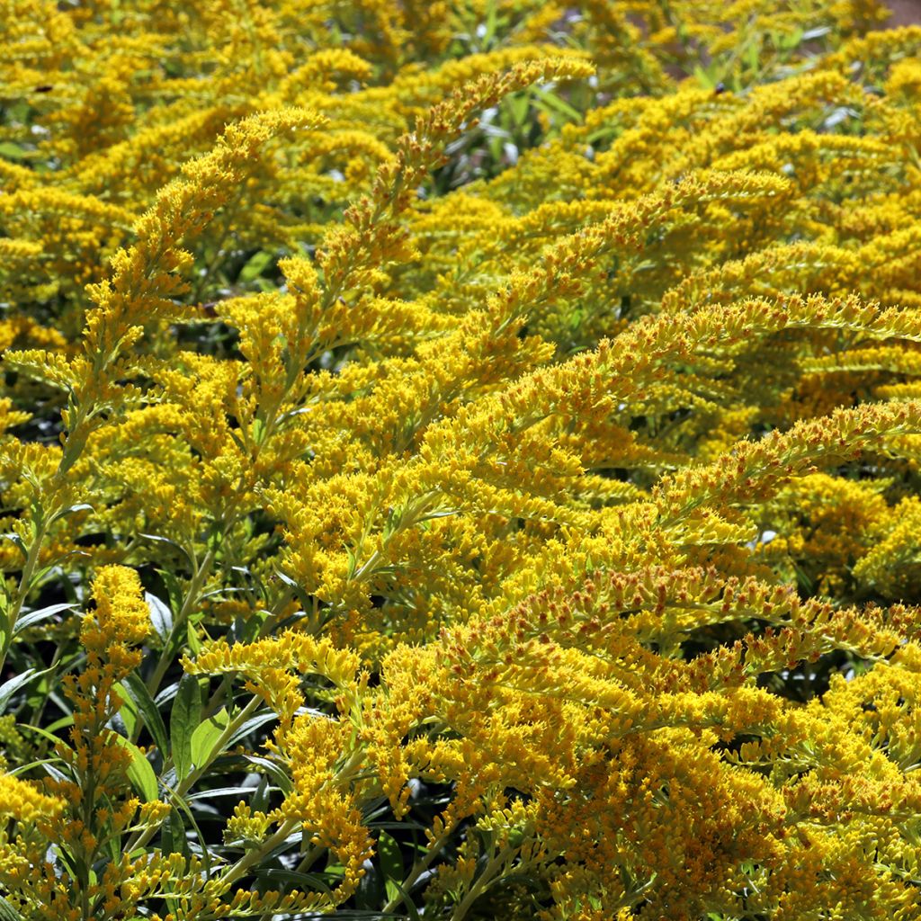 Solidago caesia - Vara de oro