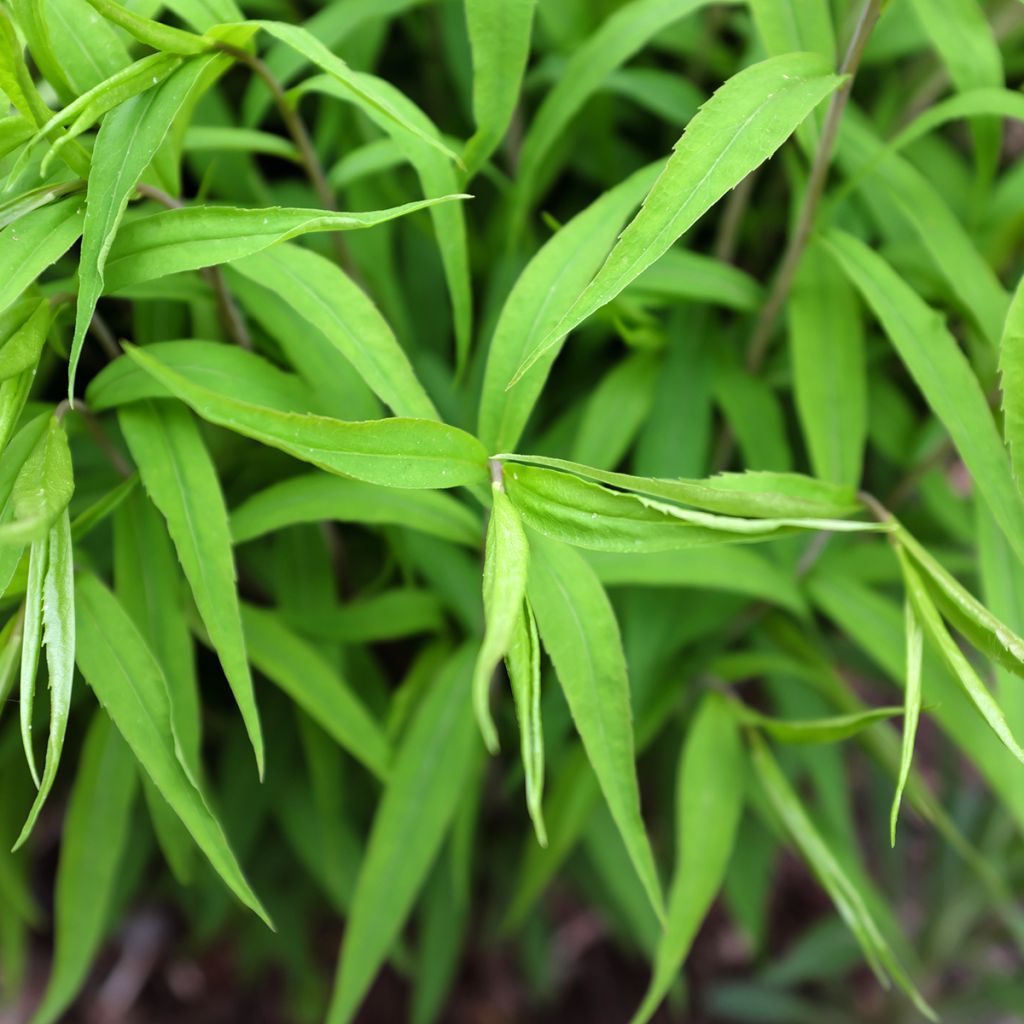 Solidago caesia - Vara de oro