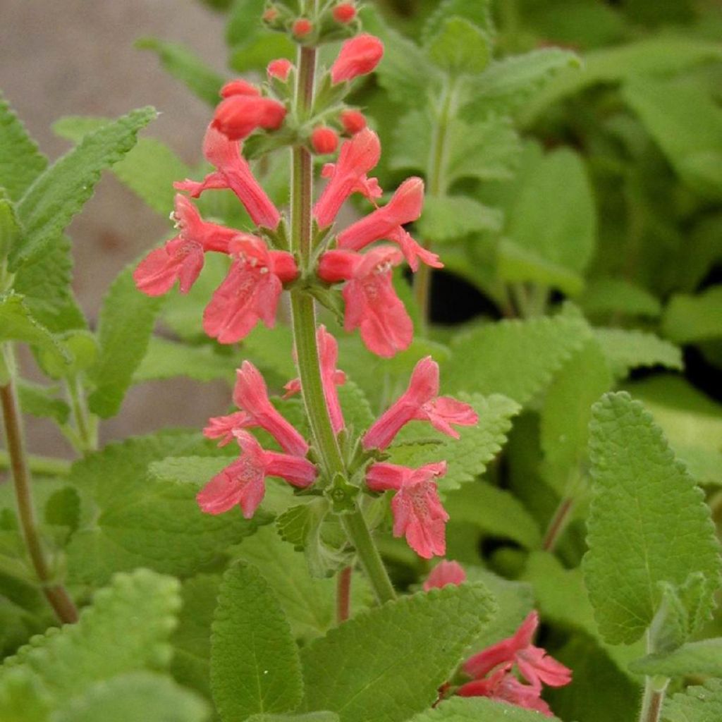 Stachys coccinea