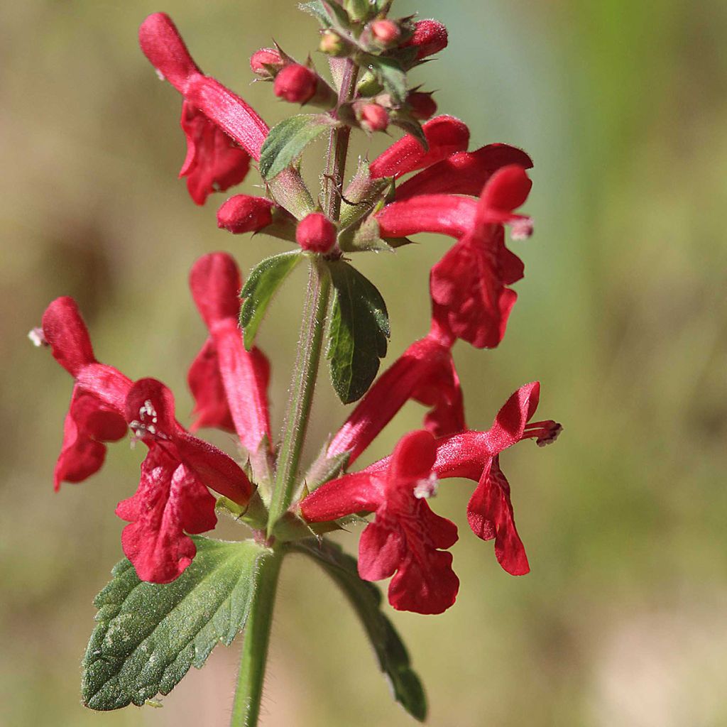 Stachys coccinea