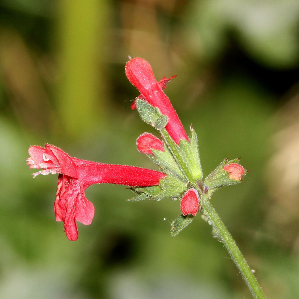 Stachys coccinea