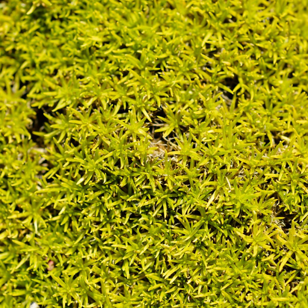 Sagina subulata Aurea - Musgo irlandés