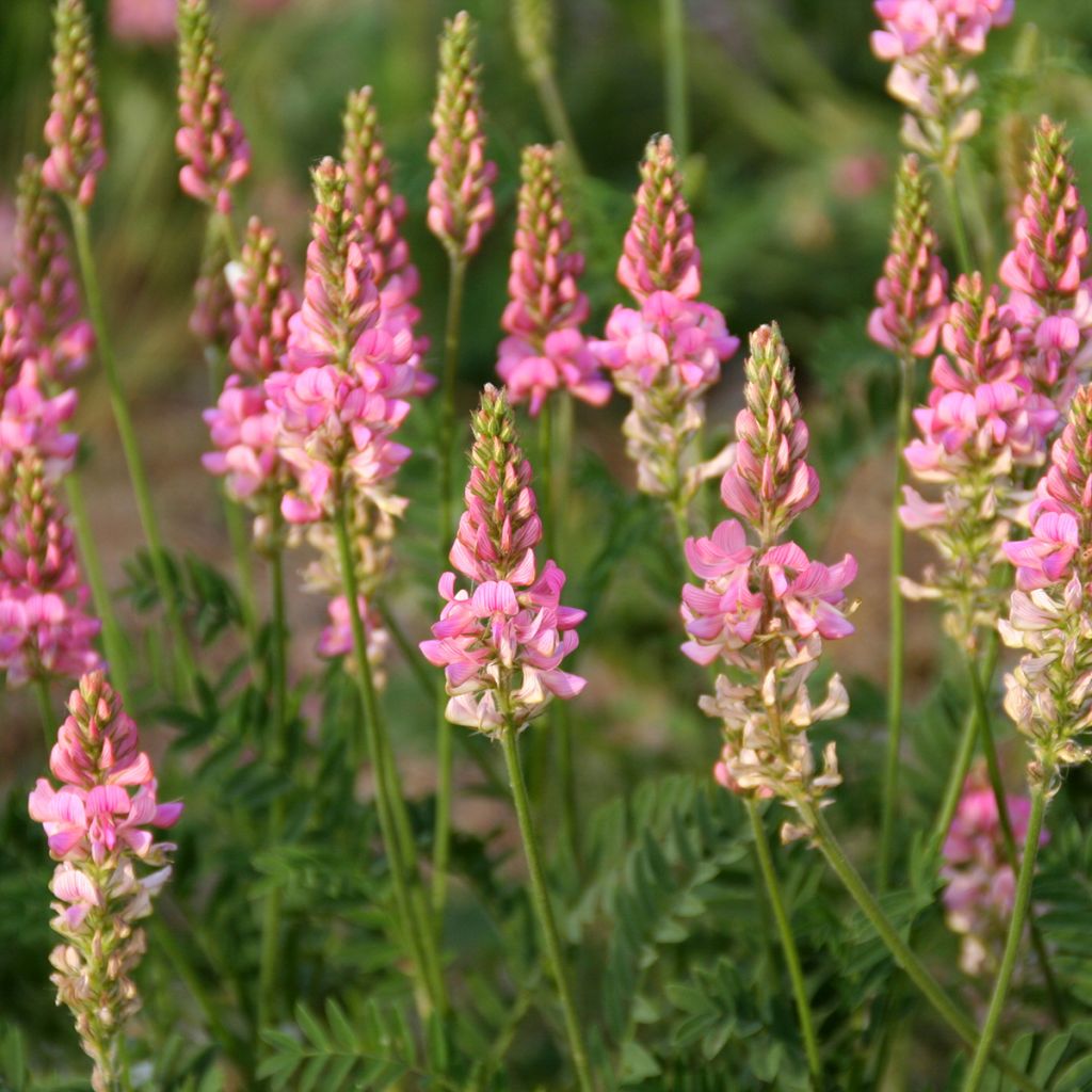 Esparceta BIO - Onobrychis viciifolia